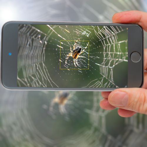 Spider_500x500.jpg
