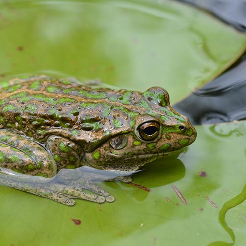 Spotted-thighed frog