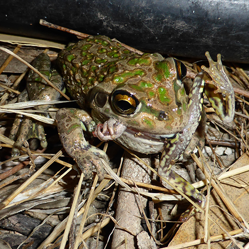 Frog eating prey