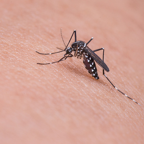 mosquito-pixabay_web.jpg