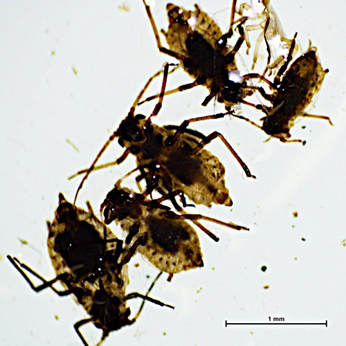 magnified Aphis lugentis specimens