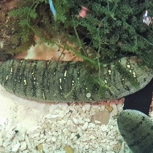 sea-cucumber---shutterstock_1161672430_web.jpg