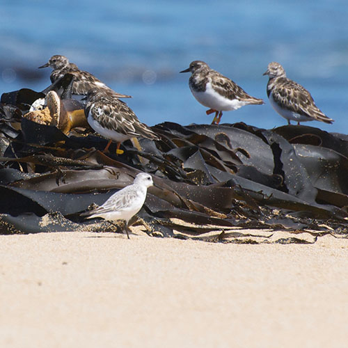 sea wrack with sea birds