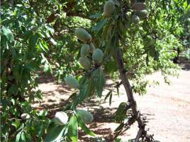 Branch of almond fruit