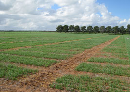 Crops in field