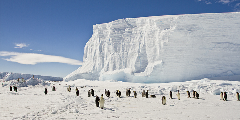 Emperor penguins on the sea ice of East Antarctica. 