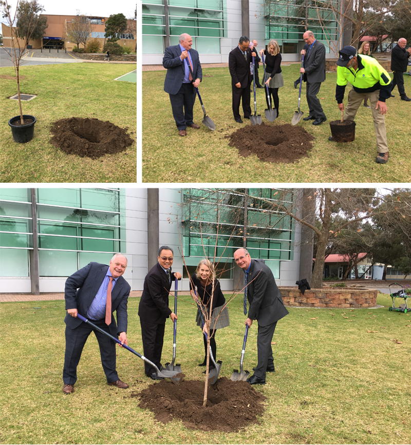 Planting the maple leaf at Mawson Lakes.