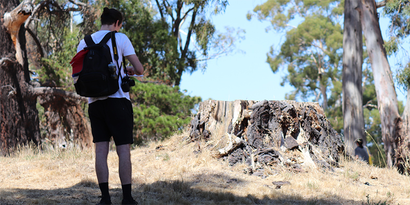 Students used trees in Adelaide as living artefacts to study in an immersive Witness Tree Project.