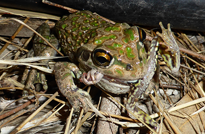 Frog eating prey. Photo by Christine Taylor.