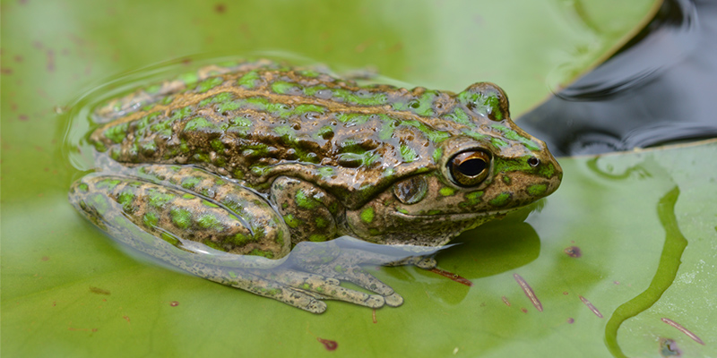 Spotted-thighed frog. Photo by Christine Taylor.