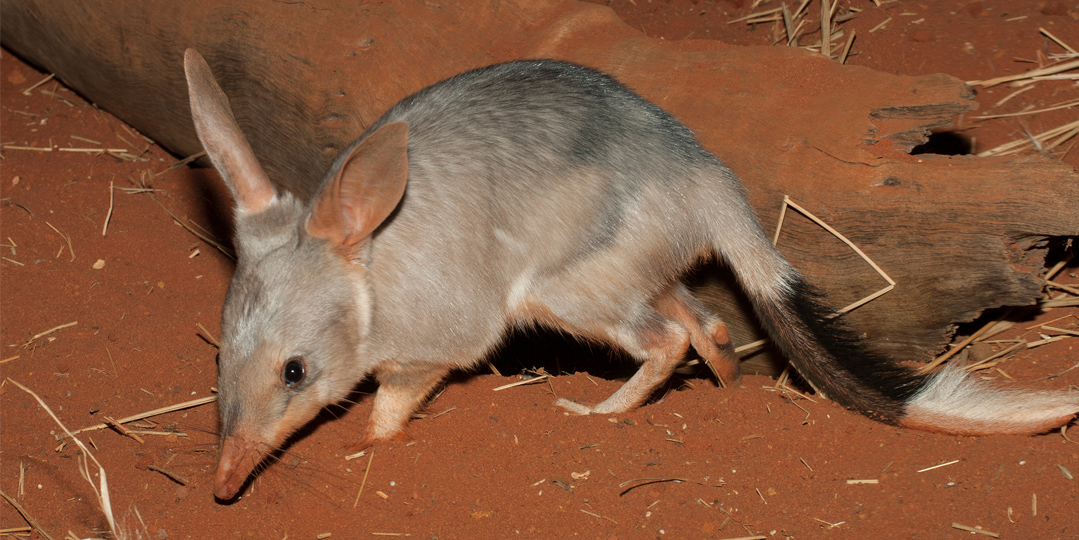 Captive Bilby on red soil