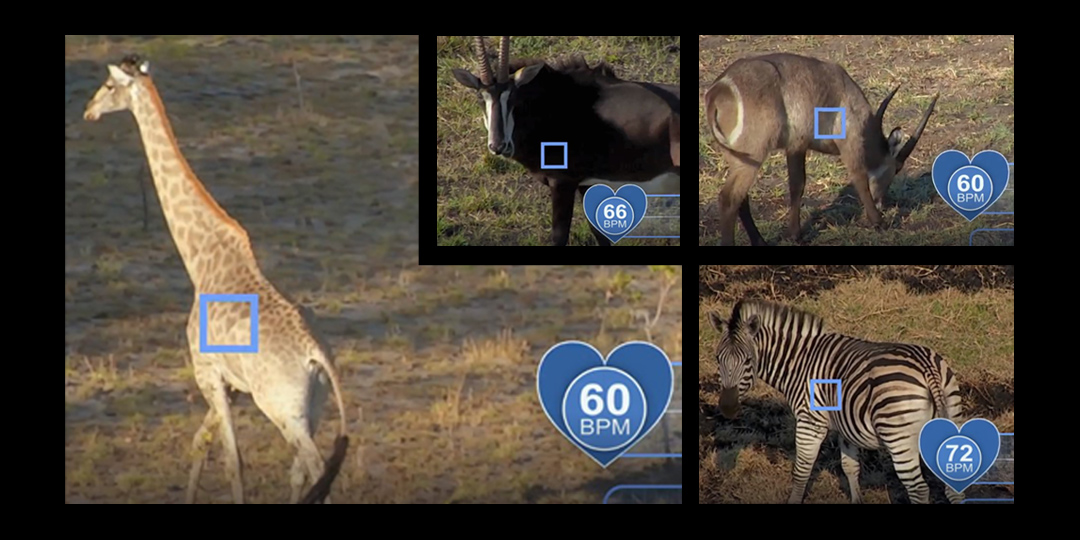 Measuring heart and breathing rates of African wildlife filmed with a drone.