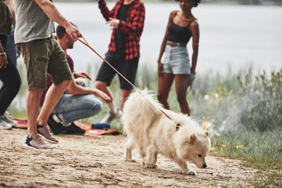 People who walk with dogs walk more often and for longer. Shutterstock