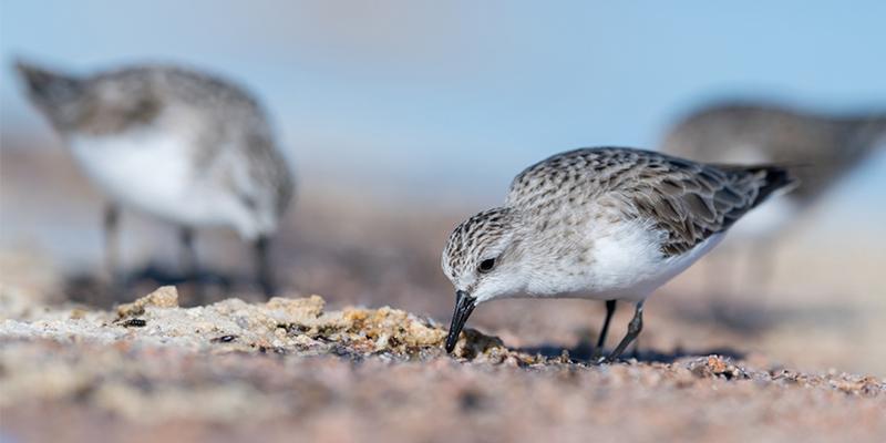 Red-necked stints