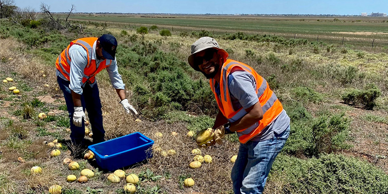 The prickly paddy melon weed could turn into an unlikely money spinner as a source of enzymes to create bio cement and prevent soil erosion.