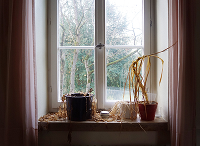 Dead pot plants